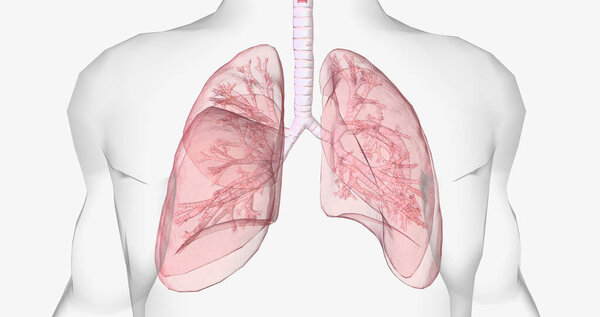Oxygen rich air enters through your nose or mouth and reaches the lungs through your airways. 3D rendering