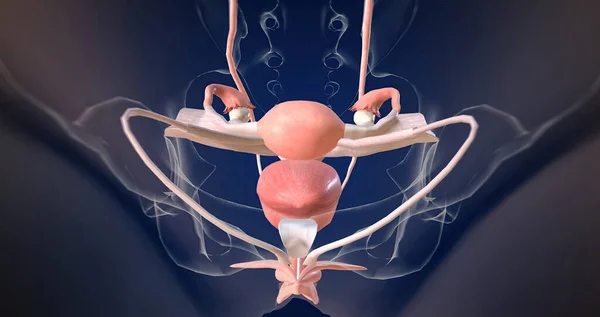 The Female reproductive organ anatomy 3D rendering