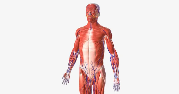The human body is a complex structure made of thousands of distinct parts. 3D rendering