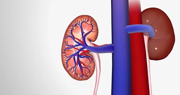 Blood enters the kidneys through an artery from the heart 3D rendering