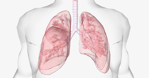 Oxygen rich air enters through your nose or mouth and reaches the lungs through your airways. 3D rendering