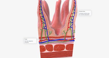 The tissue of the small intestine is responsible for absorbing nutrients from food during digestion. 3D rendering