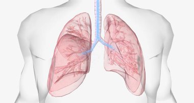 Oxygen rich air enters through your nose or mouth and reaches the lungs through your airways. 3D rendering