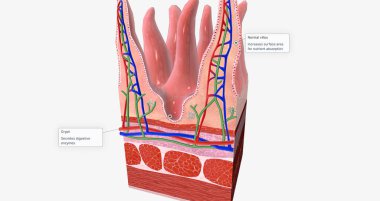 The tissue of the small intestine is responsible for absorbing nutrients from food during digestion. 3D rendering