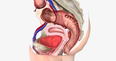 The Female Reproductive Cross Section 3D rendering