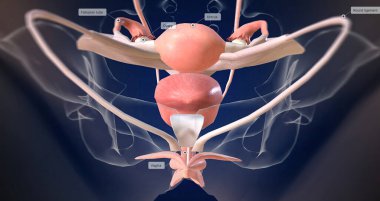 The Female reproductive organ anatomy 3D rendering