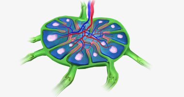Lymph nodes are bean-shaped organs distributed along the lymphatic vessels. 3D rendering clipart