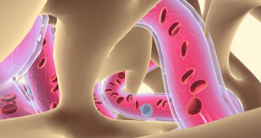 Spongy or cancellous bone gets its name from its sponge-like appearance. 3D rendering