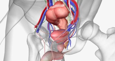 The pelvis is the most inferior region of the trunk. 3D rendering