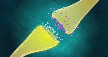 SSRIs increase the production of serotonin in the brain and also block the reuptake of serotonin into the neuron. 3D rendering