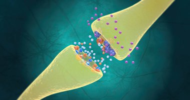 SSRIs increase the production of serotonin in the brain and also block the reuptake of serotonin into the neuron. 3D rendering