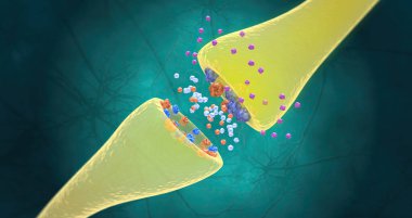 SSRIs increase the production of serotonin in the brain and also block the reuptake of serotonin into the neuron. 3D rendering