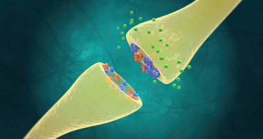 TCAs bind to SERT and NET transport proteins for serotonin and norepinephrine, respectively.3D rendering
