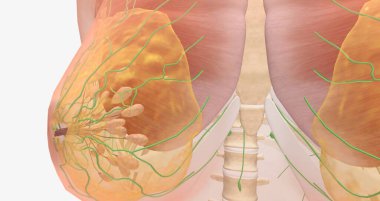 The breasts are mounds of fat and glandular tissue in the front of the chest. 3D rendering