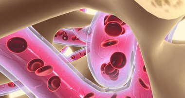 Spongy or cancellous bone gets its name from its sponge-like appearance. 3D rendering