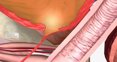 The female urethra is about 4 centimeters long and travels through the pelvic floor. 3D rendering