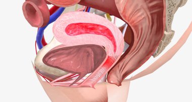 Menstruation is a normal, monthly process to shed the inner lining of the uterus. 3D rendering