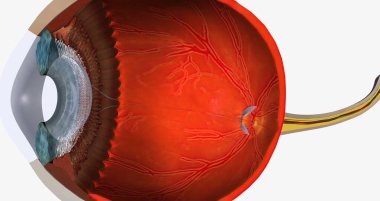 Higher than normal intraocular pressure in the absence of ocular hypertension, optic nerve damage, or visual field loss 3D rendering