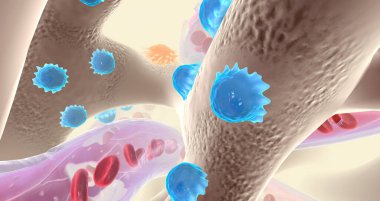 Specialized cells called osteoblasts deposit bone tissue 3D rendering