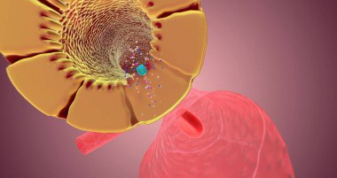 The Nephron function or Reabsorption 3D rendering