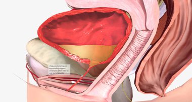 Urethral hypermobility is a condition in which the urethra doesn't have enough support from its surrounding structures. 3D rendering