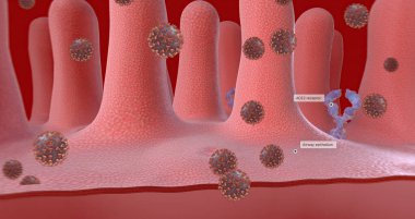 Once inside the cell, the virus is released from the outer membrane from the cell surface. 3D rendering