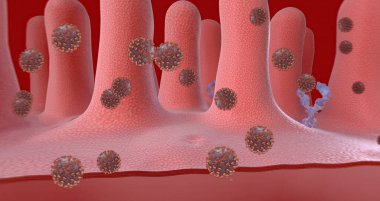 Once inside the cell, the virus is released from the outer membrane from the cell surface. 3D rendering