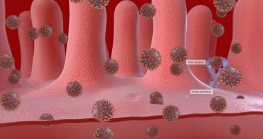 Once inside the cell, the virus is released from the outer membrane from the cell surface. 3D rendering