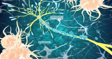 Remyelination is the phenomenon by which new myelin sheaths are generated around axons in the adult central nervous system 3D rendering