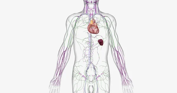 Lymphatic System Part Immune Circulatory Systems Rendering — Zdjęcie stockowe