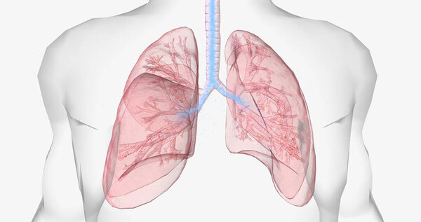 Oxygen rich air enters through your nose or mouth and reaches the lungs through your airways. 3D rendering