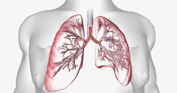 Cystic fibrosis is a genetically inherited disease that affects secretory cells throughout the body. 3D rendering