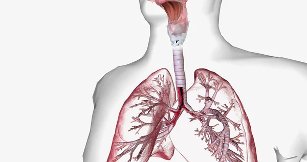 Bronchoscopy is an invasive procedure used to look inside the respiratory system. 3D rendering