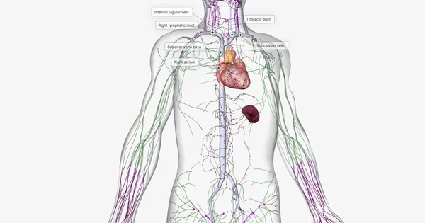 Lymph Travels Extremities Lymphatic Vessels Rendering — 스톡 사진
