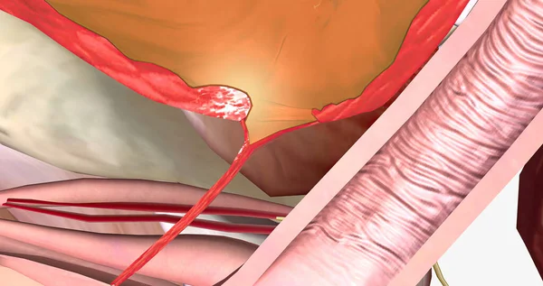 Female Urethra Centimeters Long Travels Pelvic Floor Rendering — ストック写真