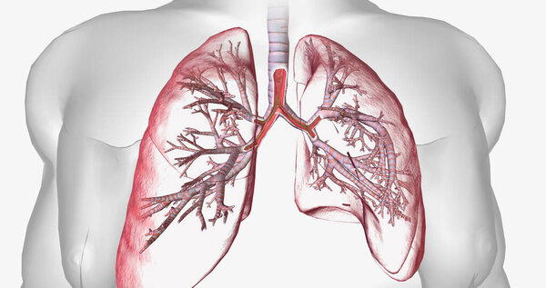 Cystic fibrosis is a genetically inherited disease that affects secretory cells throughout the body. 3D rendering