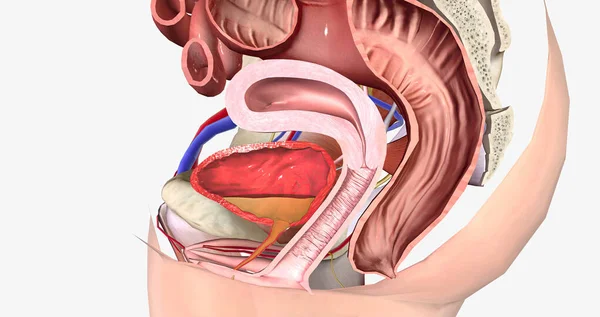 stock image Urethral hypermobility is a condition in which the urethra doesn't have enough support from its surrounding structures. 3D rendering