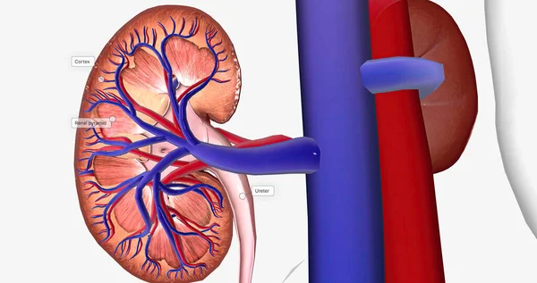 Blood enters the kidneys through an artery from the heart 3D rendering