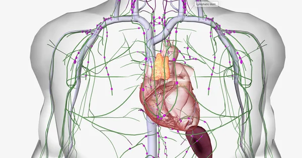 Lymphatic System Part Immune Circulatory Systems Rendering — Stockfoto