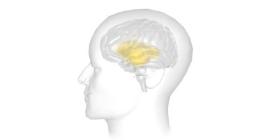 Anxiety is a neurological condition characterized by persistent, uncontrollable worry accompanied by emotional distress. 3D rendering