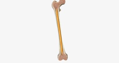 The femur bones are located in each leg in the thigh and are connected to the pelvis at the hip joints. 3D rendering