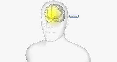Body temperature is regulated by a structure in the brain called the hypothalamus.3D rendering