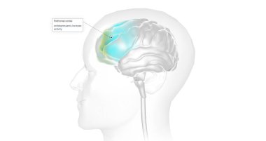 The Brain with Antidepressants 3D rendering