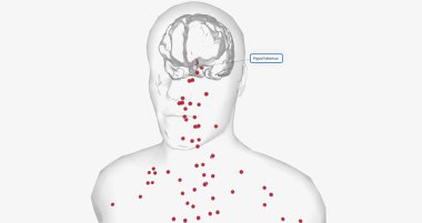 Body temperature is regulated by a structure in the brain called the hypothalamus.3D rendering