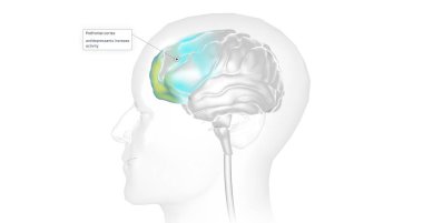 The Brain with Antidepressants 3D rendering