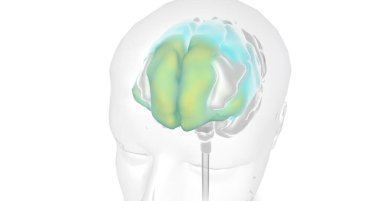 The Brain with Antidepressants 3D rendering