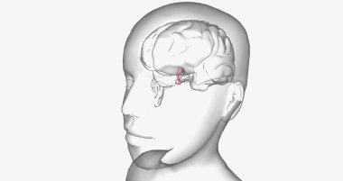 Central precocious puberty is characterized by high levels of gonadotropin-releasing hormone (GnRH) 3D rendering