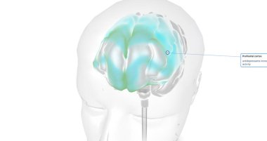 The Brain with Antidepressants 3D rendering