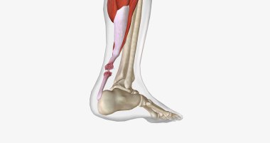 Flexion and Extension with Torn Achilles Tendon 3D rendering
