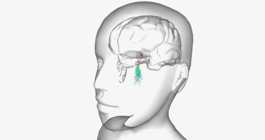 Central precocious puberty is characterized by high levels of gonadotropin-releasing hormone (GnRH) 3D rendering